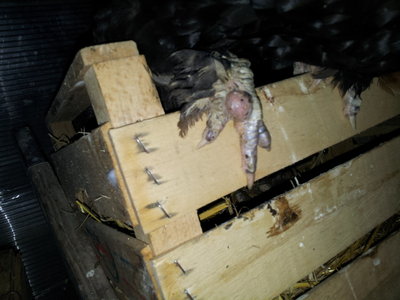 20130511_221735.jpg (207.01 KiB) Osservato 484 volte 20130511_221735.jpg