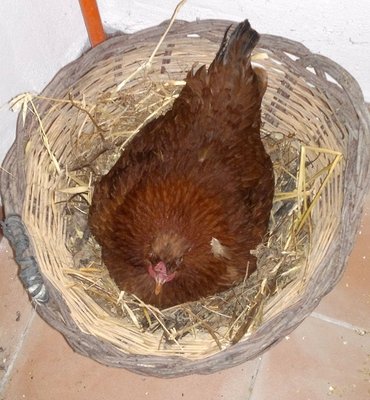 I gallina in cova 2013 prova.jpg (129.98 KiB) Osservato 1272 volte I gallina in cova 2013 prova.jpg