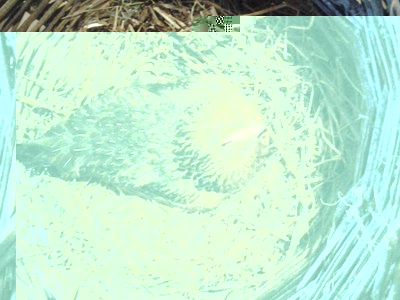 II gallina in cova 2013 prova.jpg (101.43 KiB) Osservato 1272 volte II gallina in cova 2013 prova.jpg