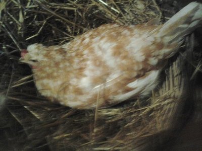 III gallina in cova 2013 prova.jpg (74.02 KiB) Osservato 1272 volte III gallina in cova 2013 prova.jpg