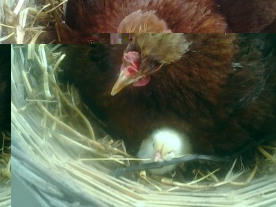 2013-05-14 16.33.22.jpg (71.26 KiB) Osservato 1303 volte 2013-05-14 16.33.22.jpg