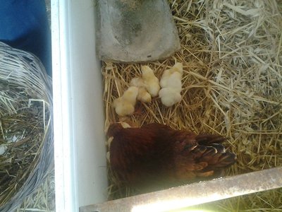 2013-05-14 16.39.16.jpg (89.2 KiB) Osservato 1303 volte 2013-05-14 16.39.16.jpg