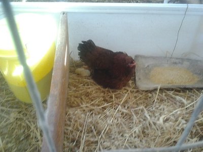 2013-05-14 16.45.47.jpg (66.43 KiB) Osservato 1304 volte 2013-05-14 16.45.47.jpg