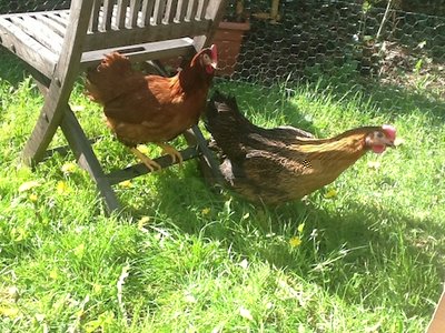 photo 1.JPG (112.35 KiB) Osservato 4158 volte photo 1.JPG