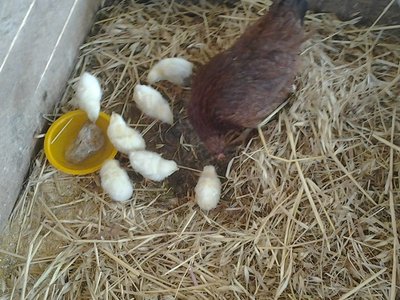 2013-05-18 15.19.28.jpg (112.75 KiB) Osservato 1286 volte 2013-05-18 15.19.28.jpg