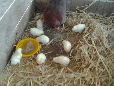 2013-05-18 15.19.45.jpg (93.73 KiB) Osservato 1286 volte 2013-05-18 15.19.45.jpg