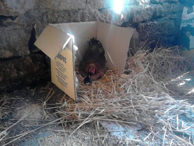 1365229804117.jpg (188.06 KiB) Osservato 454 volte 1365229804117.jpg