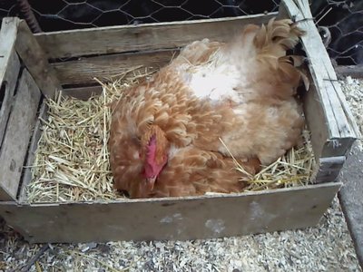 P220513_18.16.jpg (89.63 KiB) Osservato 1348 volte P220513_18.16.jpg