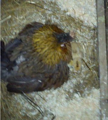 nanina 1.jpg (30.31 KiB) Osservato 1319 volte nanina 1.jpg