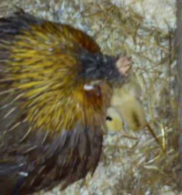 nanina2.jpg (25.38 KiB) Osservato 1319 volte nanina2.jpg