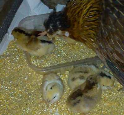 pulcini 1.jpg (44.97 KiB) Osservato 1277 volte pulcini 1.jpg