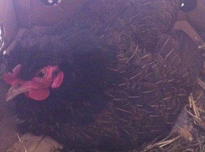 Immagine1.jpg (102.65 KiB) Osservato 1211 volte Immagine1.jpg