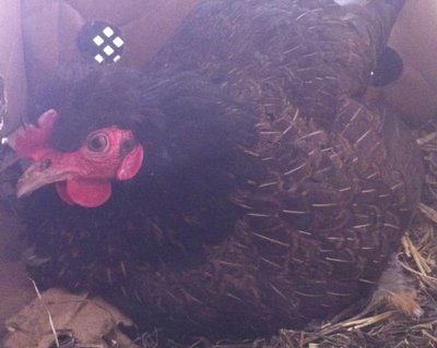 Immagine2.jpg (133.48 KiB) Osservato 1211 volte Immagine2.jpg