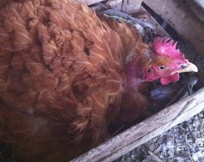 Immagine3.jpg (168.81 KiB) Osservato 1211 volte Immagine3.jpg