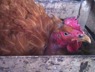 Immagine4.jpg (151.03 KiB) Osservato 1211 volte Immagine4.jpg