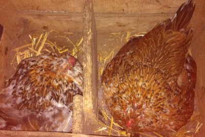 Immagine5.jpg (128.56 KiB) Osservato 1211 volte Immagine5.jpg