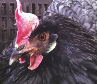 Immagine7.jpg (169.18 KiB) Osservato 1210 volte Immagine7.jpg