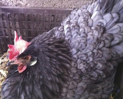 Immagine8.jpg (186.56 KiB) Osservato 1210 volte Immagine8.jpg