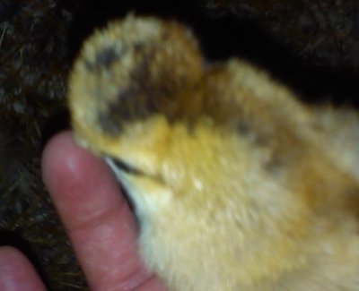 pulcino 2.jpg (22.74 KiB) Osservato 1436 volte pulcino 2.jpg