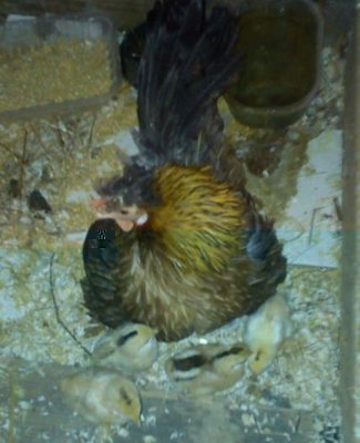 nana e pulcini.jpg (30.11 KiB) Osservato 1436 volte nana e pulcini.jpg