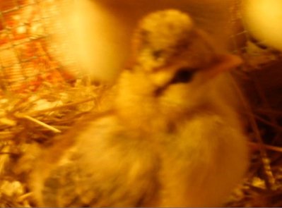 pulcino pio.jpg (28.01 KiB) Osservato 1198 volte pulcino pio.jpg