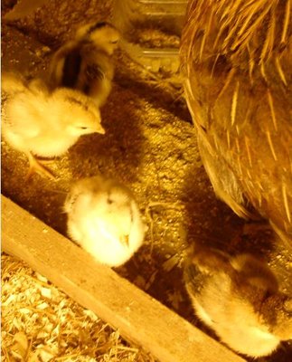 pulcino pio 1.jpg (44.12 KiB) Osservato 1198 volte pulcino pio 1.jpg