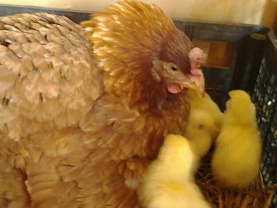 20130529_182107.jpg (232.46 KiB) Osservato 1446 volte 20130529_182107.jpg