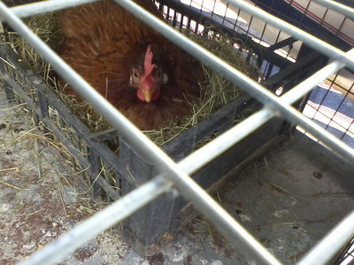 argentina.jpg (98.73 KiB) Osservato 1384 volte argentina.jpg