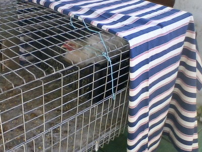 rosita.jpg (108.81 KiB) Osservato 1384 volte rosita.jpg