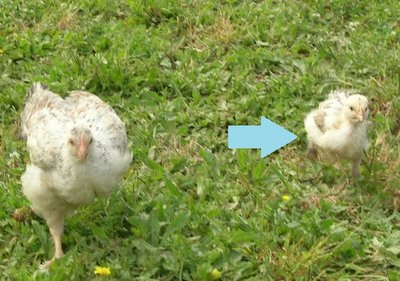 DSCN5541.JPG (124.54 KiB) Osservato 2542 volte DSCN5541.JPG