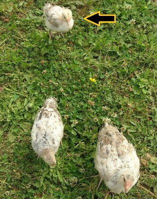 DSCN5554.JPG (242.05 KiB) Osservato 2542 volte DSCN5554.JPG