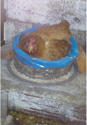 chioccia.jpg (37.88 KiB) Osservato 1408 volte chioccia.jpg