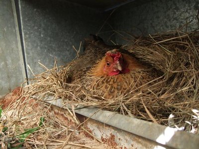 Billina, la chioccia rossa / Billina.jpg Billina.jpg