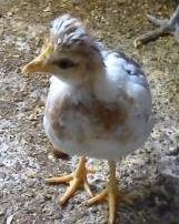 ECCO  IL MORTO / pulcino pio.jpg pulcino pio.jpg