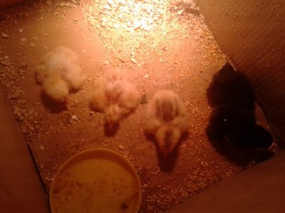 2013-07-02 15.16.58.jpg (105.49 KiB) Osservato 397 volte 2013-07-02 15.16.58.jpg