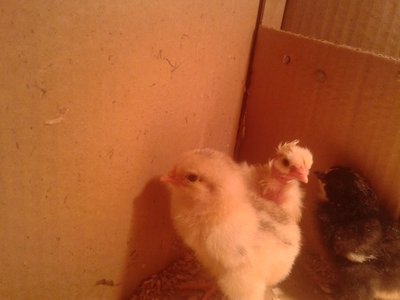 2013-07-02 15.17.21.jpg (68.41 KiB) Osservato 395 volte 2013-07-02 15.17.21.jpg