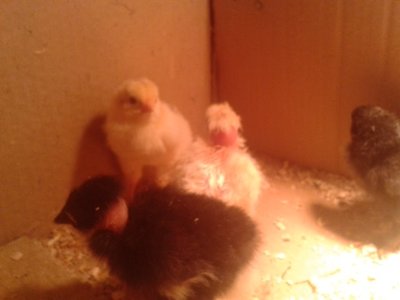 2013-07-02 15.18.19.jpg (57.87 KiB) Osservato 393 volte 2013-07-02 15.18.19.jpg