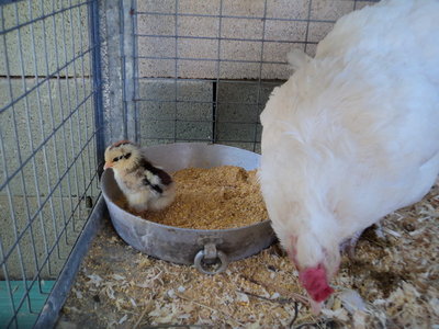 pulcino e mamma.jpg (178.49 KiB) Osservato 1550 volte pulcino e mamma.jpg