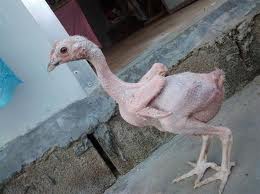 naaktkip.jpg naaktkip.jpg