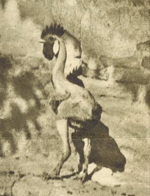 anonimo_1935_2.jpg (86.32 KiB) Osservato 1448 volte anonimo_1935_2.jpg