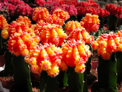 piante-grasse.jpg (95.03 KiB) Osservato 479 volte piante-grasse.jpg