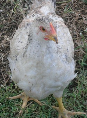 DSCN6579.JPG (137.12 KiB) Osservato 690 volte DSCN6579.JPG