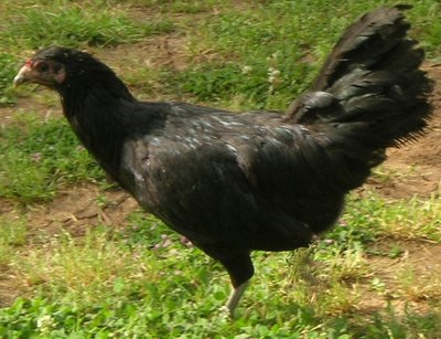 DSCN5330.JPG (121.13 KiB) Osservato 1152 volte DSCN5330.JPG