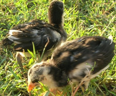 DSCN7164.JPG (187.16 KiB) Osservato 1152 volte DSCN7164.JPG