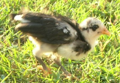 DSCN7165.JPG (92.28 KiB) Osservato 1152 volte DSCN7165.JPG