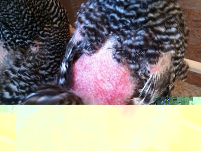 notate il colore! / plyrossa2.jpeg plyrossa2.jpeg