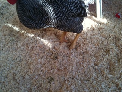 zampa offesa / plyzampa5.JPG plyzampa5.JPG