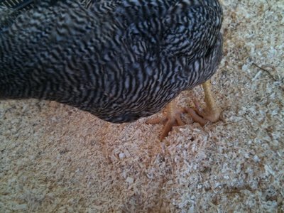 appoggio / zampa.jpeg zampa.jpeg