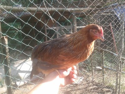 2013-08-25 17.48.17.jpg (101.77 KiB) Osservato 549 volte 2013-08-25 17.48.17.jpg