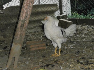 P9040098.JPG (234.75 KiB) Osservato 513 volte P9040098.JPG